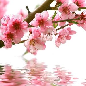 Meet your Posher, Marlen